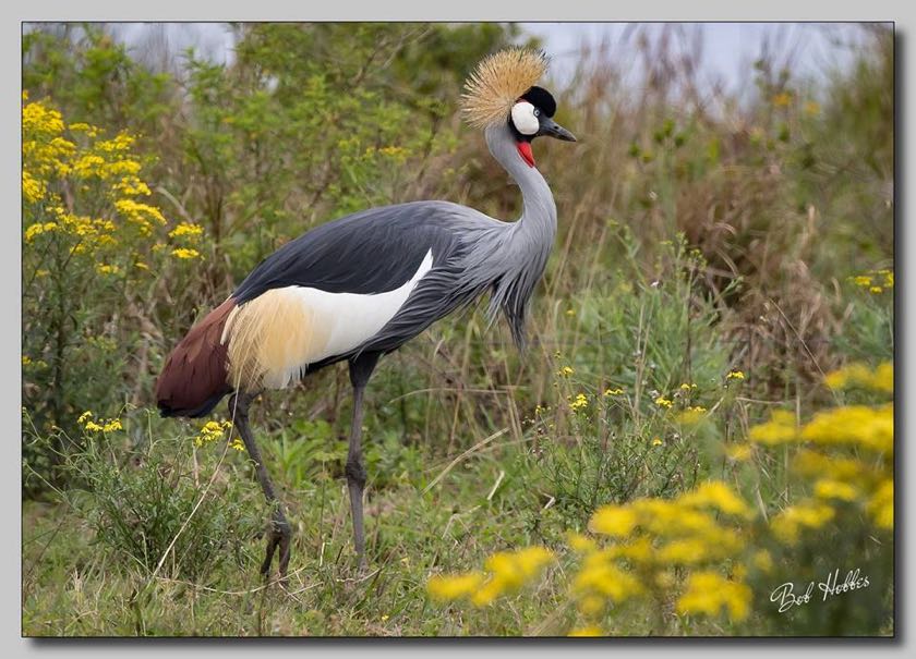 Southern Grey Crowned Crane
