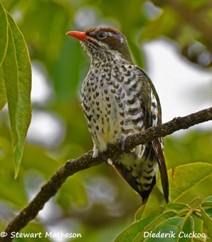 Juvenile Diederik Cuckoo