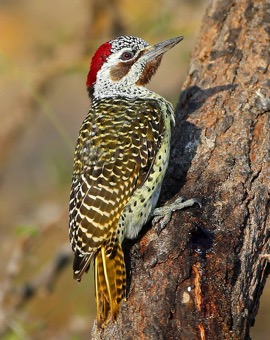 female BennettÕs Woodpecker 