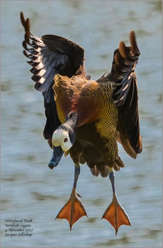  White-faced Whistling Duck