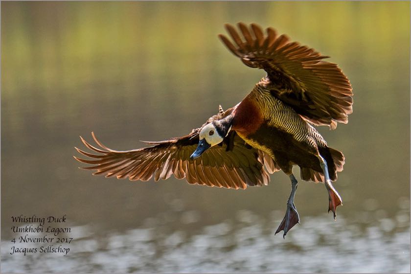  White-faced Whistling Duck