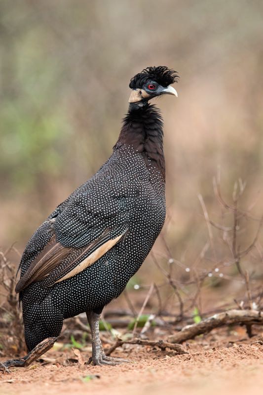Adult Crested Guineafowl