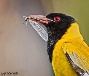 Black-headed Oriole with lunch