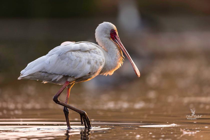 The delicate walk of the serene African Spoonbill<br>
© Clint Ralph