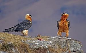 Bearded Vultures at Giant's Castle