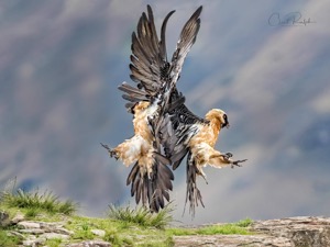 Aerial Battle between 2 Bearded Vultures