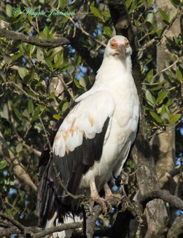 Palm-nut Vulture