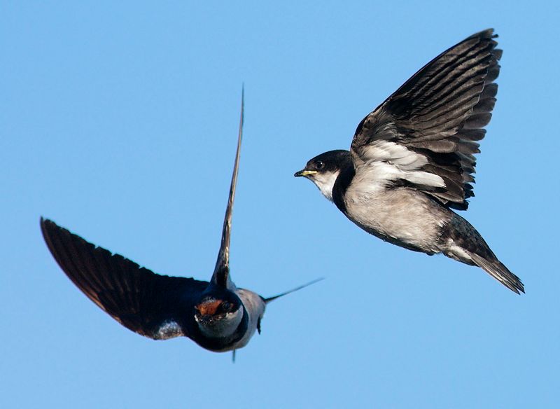White-throated Swallow in Flight