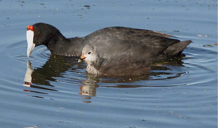 Red-knobbed Coot with chick