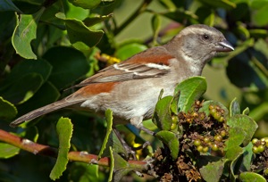 Cape Sparrow female