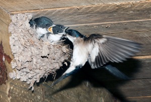 Pearl-breasted Swallow at nest