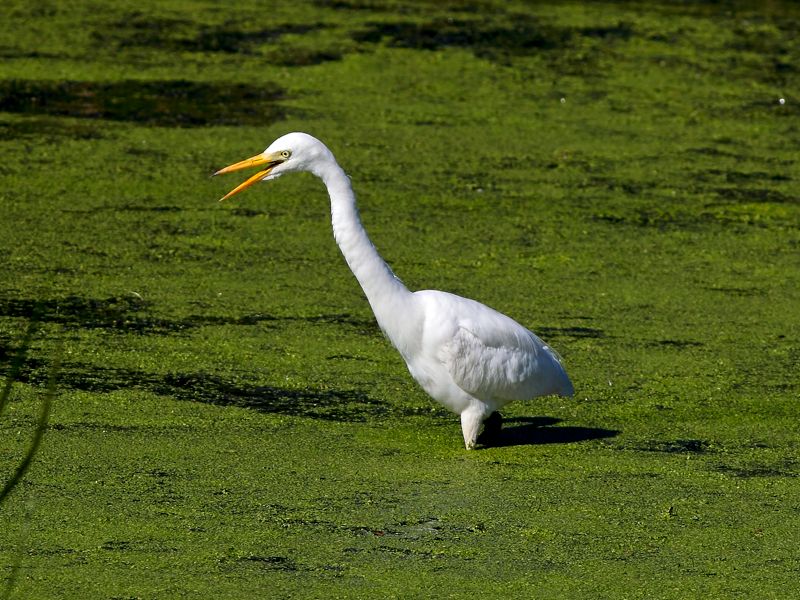 Yellow-billed Egret 