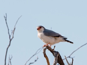 Pygmy Falcon male has a grey back
