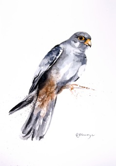 Amur Falcon male