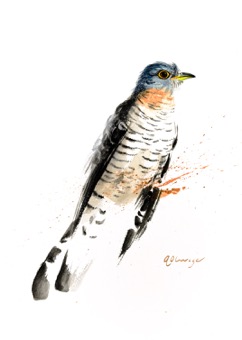 Red-Chested Cuckoo