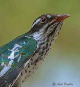 Diderick Cuckoo juvenile