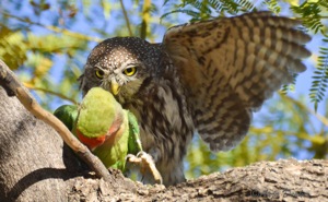 Pearl-spotted owlet with rosy-faced lovebird catch