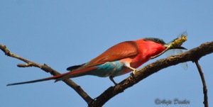 Southern Carmine Bee-eater with dragonfly catch, Caprivi