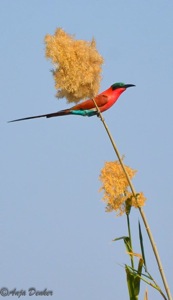 Southern Carmine Bee-eater, Kwando