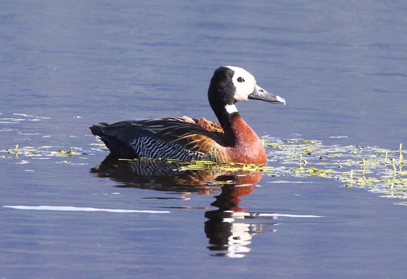 White-faced Duck