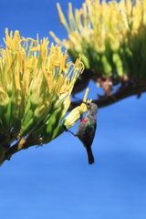 Southern Double-collared Sunbird juv