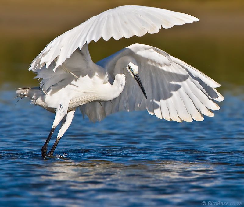 Little Egret hunting