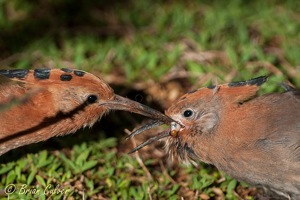 African Hoopoe feeding its youngster