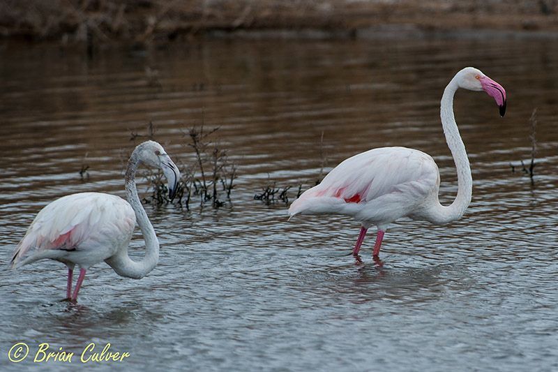 Greater Flamingo Adult and Juvenile - Kamfers Dam