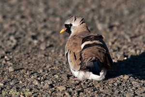 Namaqua Dove - male