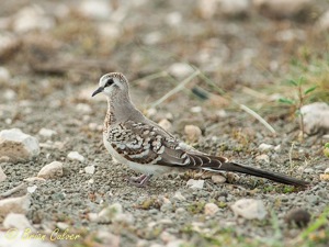 Namaqua Dove - juvenile