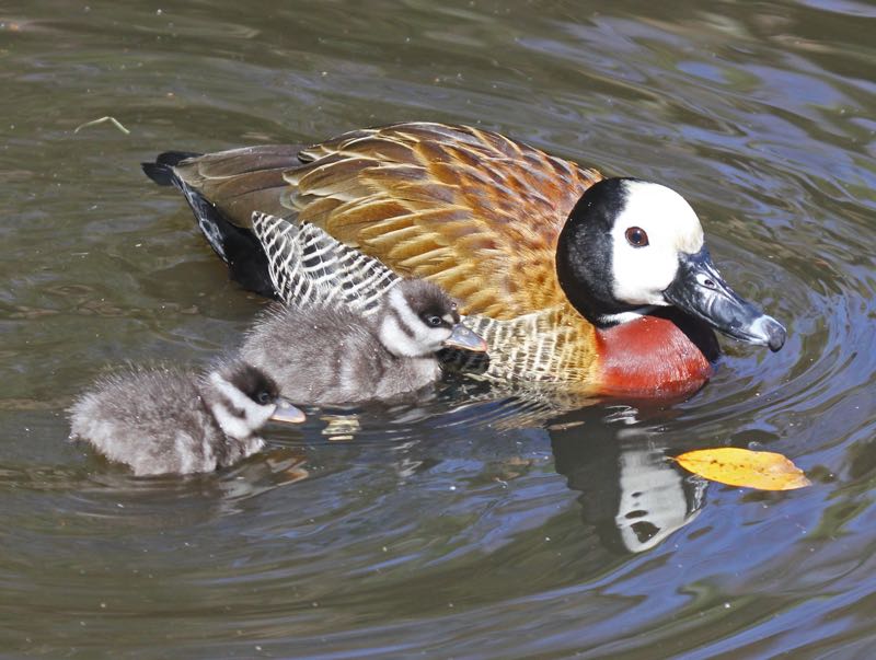 White-faced_Whistling_Duck_with_chicks_RWD