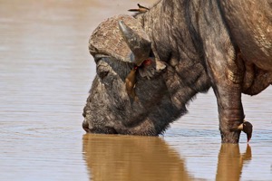 Red-billed Oxpecker and Cape Buffalo