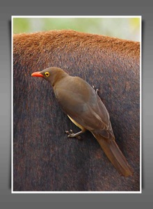 Red-billed Oxpecker on Impala