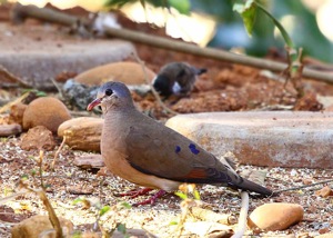 Blue-Spotted Wood Dove