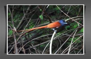 African Paradise-Flycatcher male