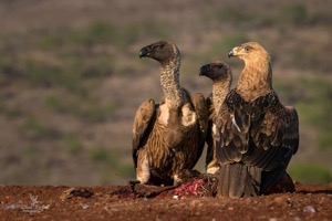 A Tawny Eagle keeps company with 2 White-backed Vultures at the carcass.