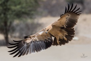 The wingspan of a Tawny Eagle