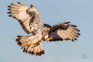 African Hawk Eagle 