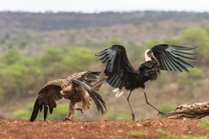 Tawny Eagle and Woolly-necked Stork