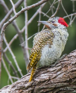 Bennett's Woodpecker female