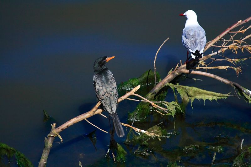 Reed Cormorant and Hartlaub's Gull