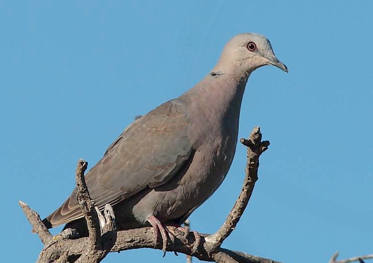 Red-eyed Dove juv