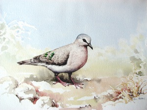 Emerald-spotted Wood-Dove 