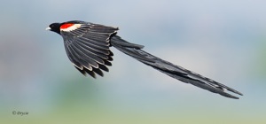 SLong-tailed Widowbird