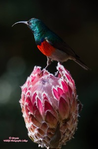 Greater Double-Collared Sunbird