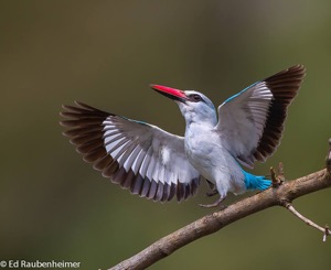 Woodland Kingfisher 