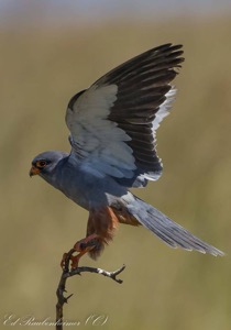 Male Amur Falcon