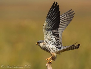 Amur Falcon female