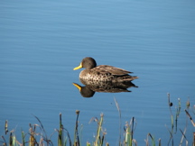Yellow-billed Duck 