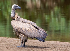 Cape Vulture 